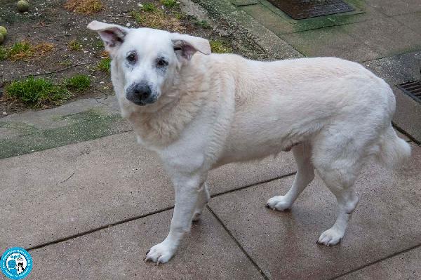 Olaf, dieci anni di casa. Oggi solo un nome e tanta attesa. Foto 4